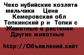 Чехо-нубийские козлята (мальчики) › Цена ­ 5 000 - Кемеровская обл., Топкинский р-н, Топки с. Животные и растения » Другие животные   